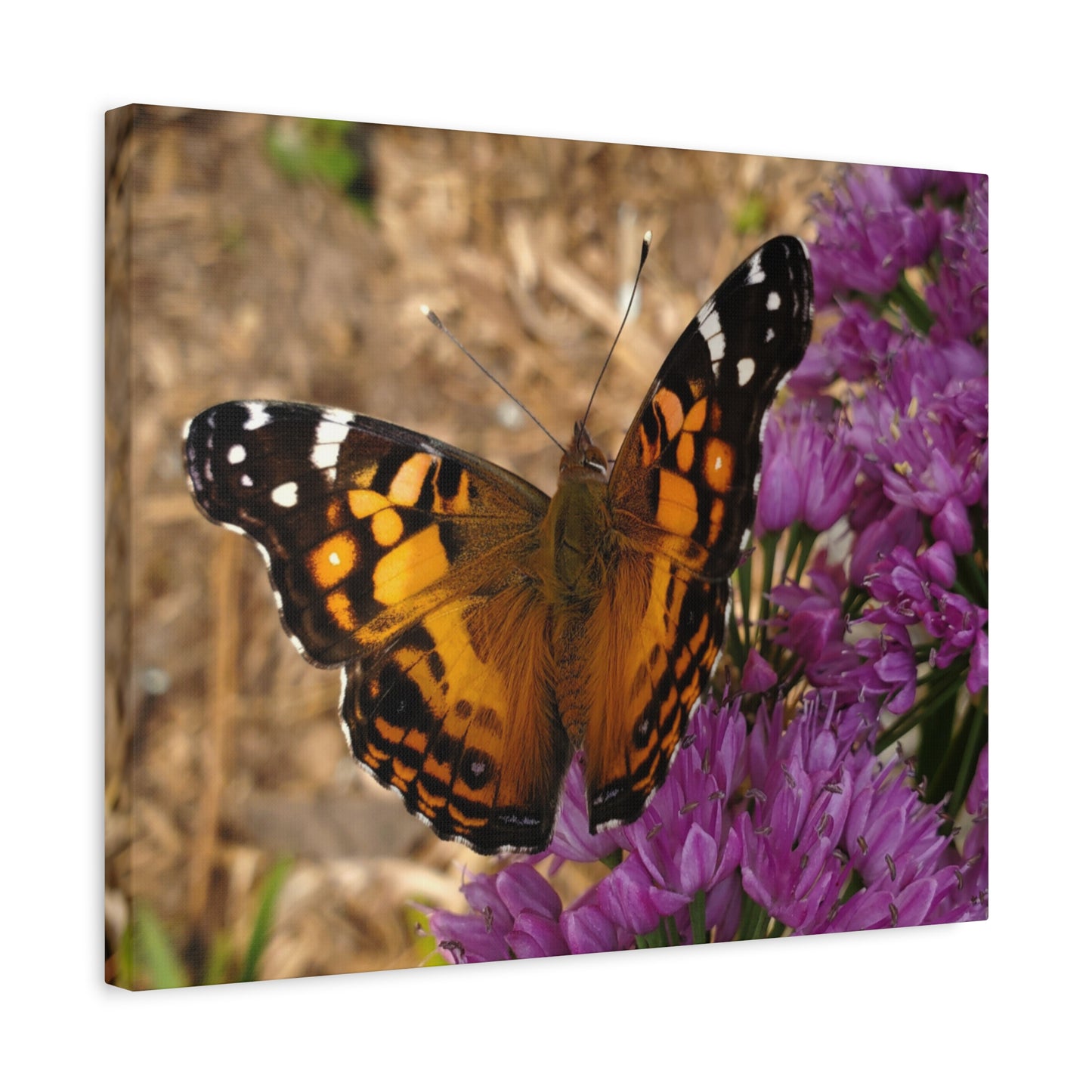 Becoming Beautiful – Butterfly Flower Photography Print | Nature Wall Art – Stretched Matte Print