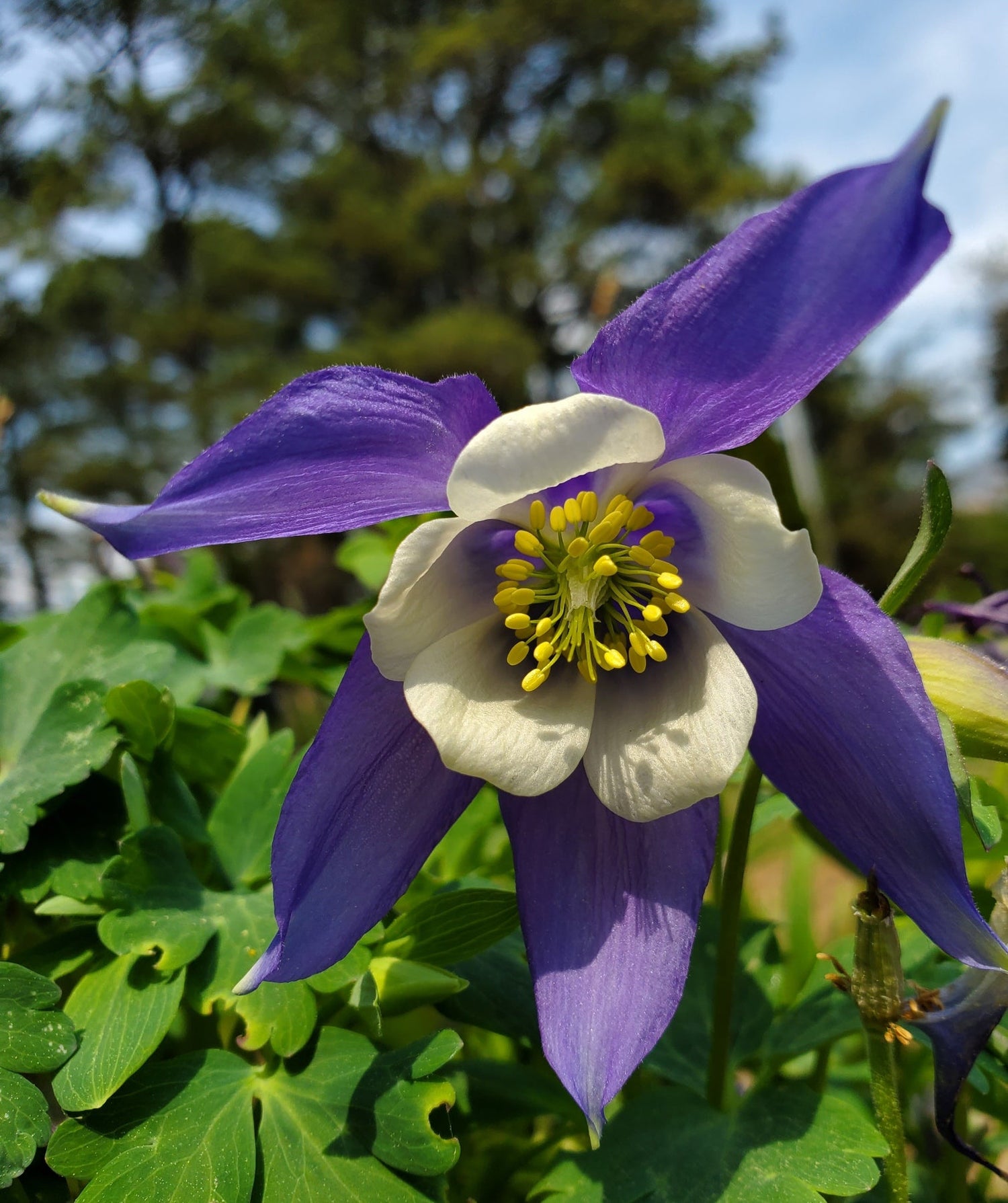 Petal Behavior