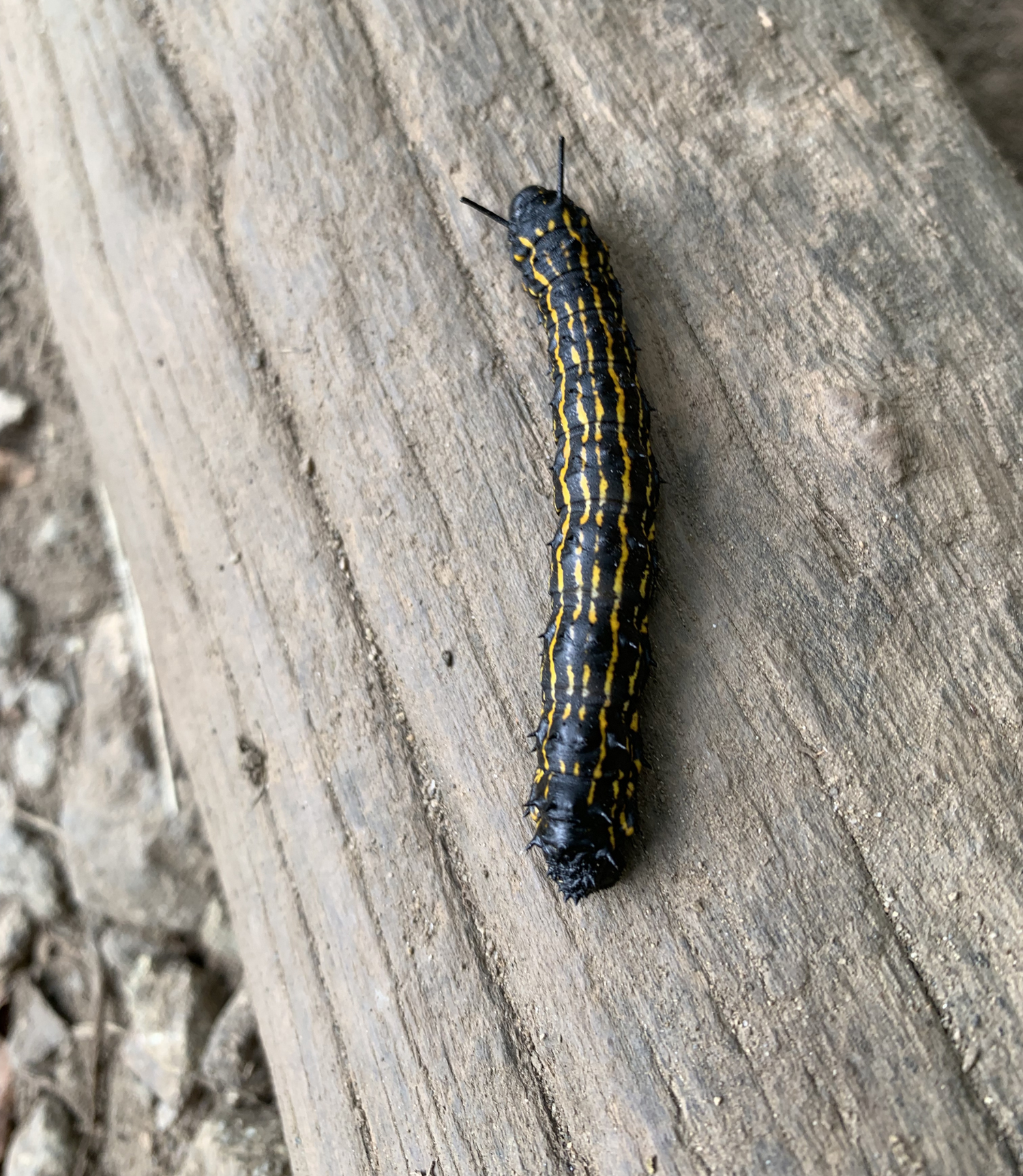Small Wonders