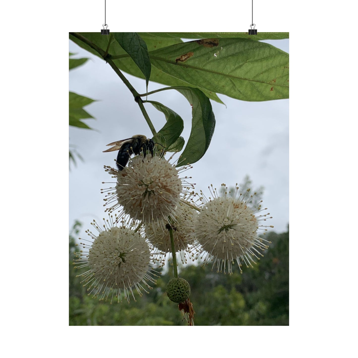 Natures Constellations Bee & Bloom Fine Art Print