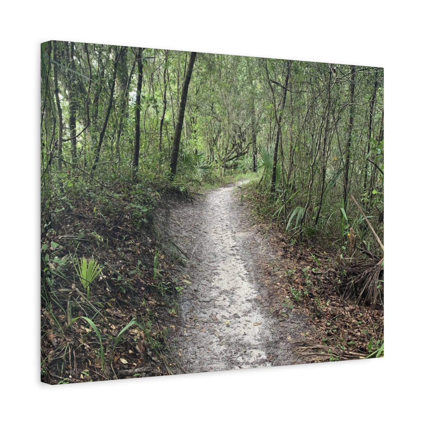 Where the Path Leads Stretched Matte Print