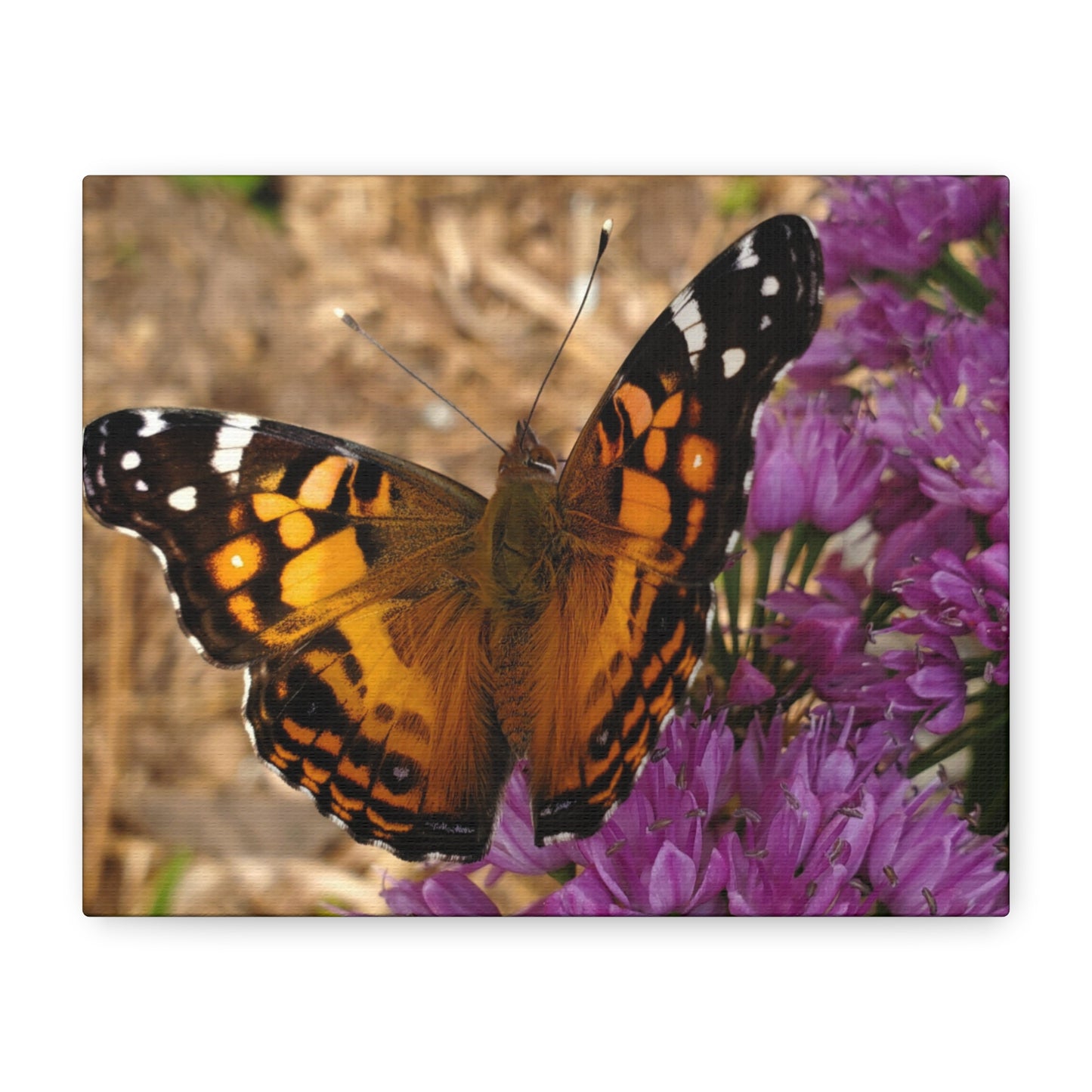 Becoming Beautiful – Butterfly Flower Photography Print | Nature Wall Art – Stretched Matte Print