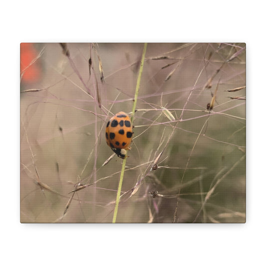 Small, But Certain – Ladybug Macro Photography Print | Nature Wall Art – Stretched Matte Print