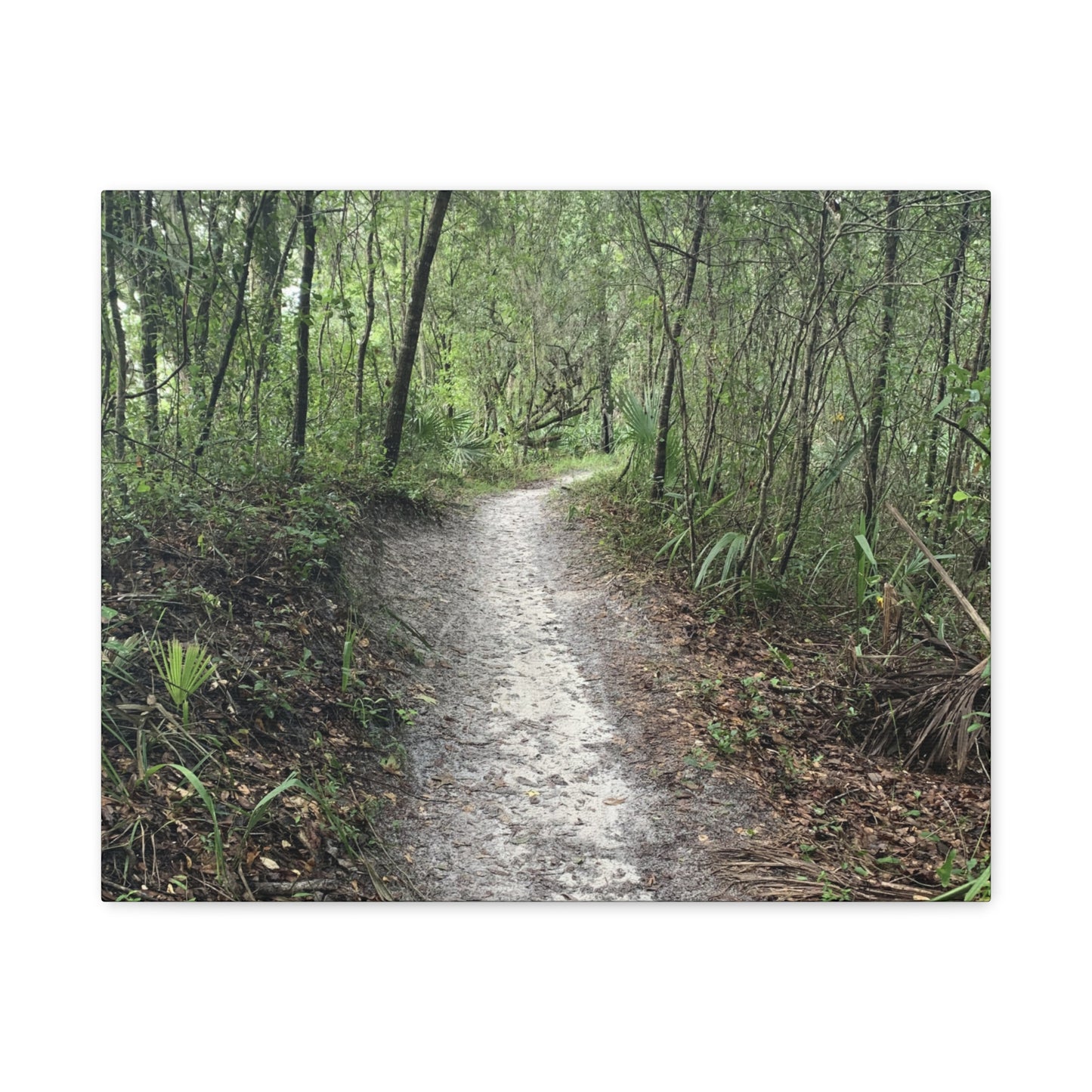 Where the Path Leads Stretched Matte Print
