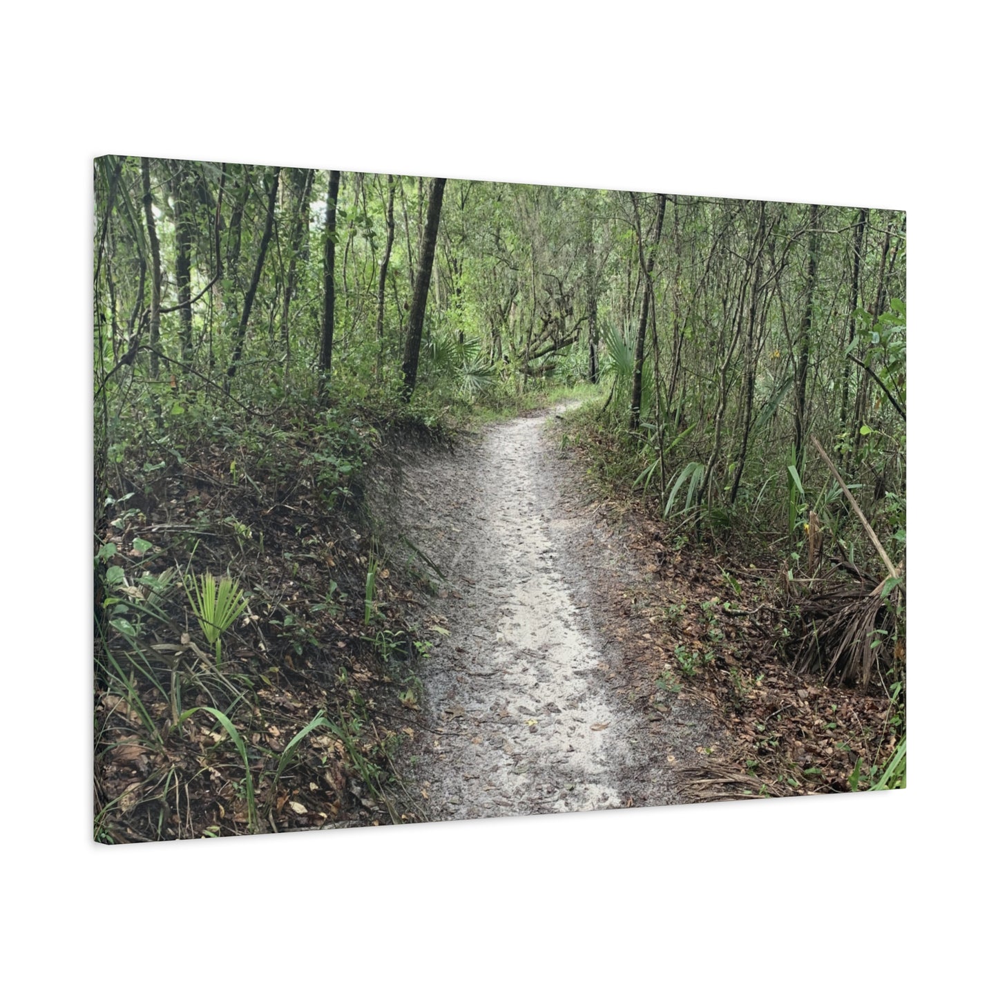 Where the Path Leads Stretched Matte Print