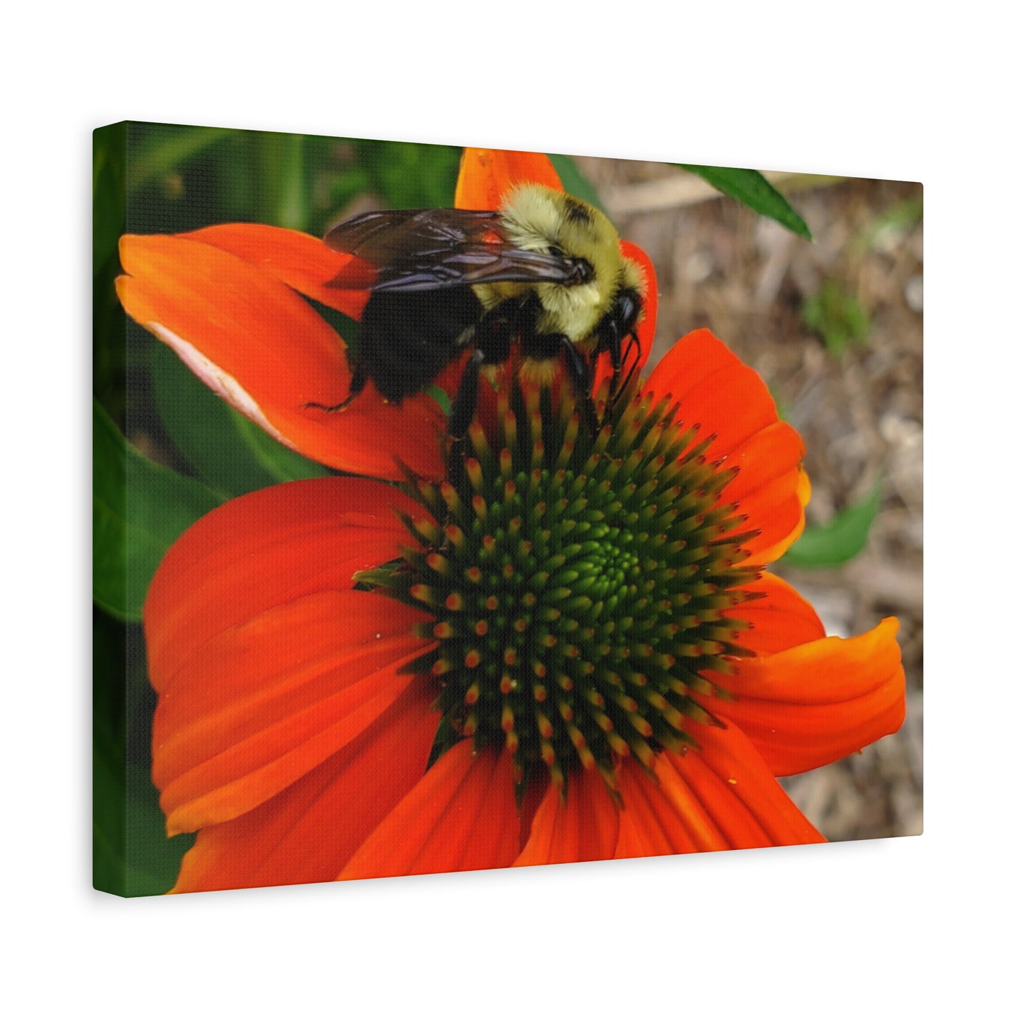 Where Life Lands – Bumblebee on Coneflower Photography Print | Nature Wall Art – Stretched Matte Print