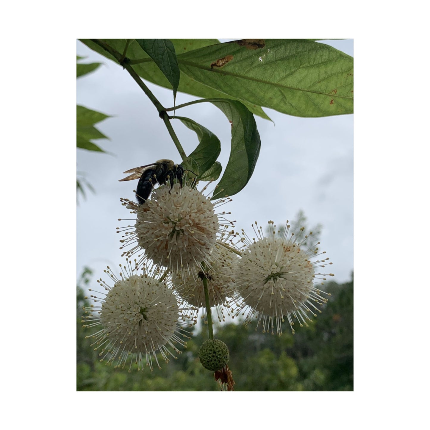 Natures Constellations Bee & Bloom Fine Art Print
