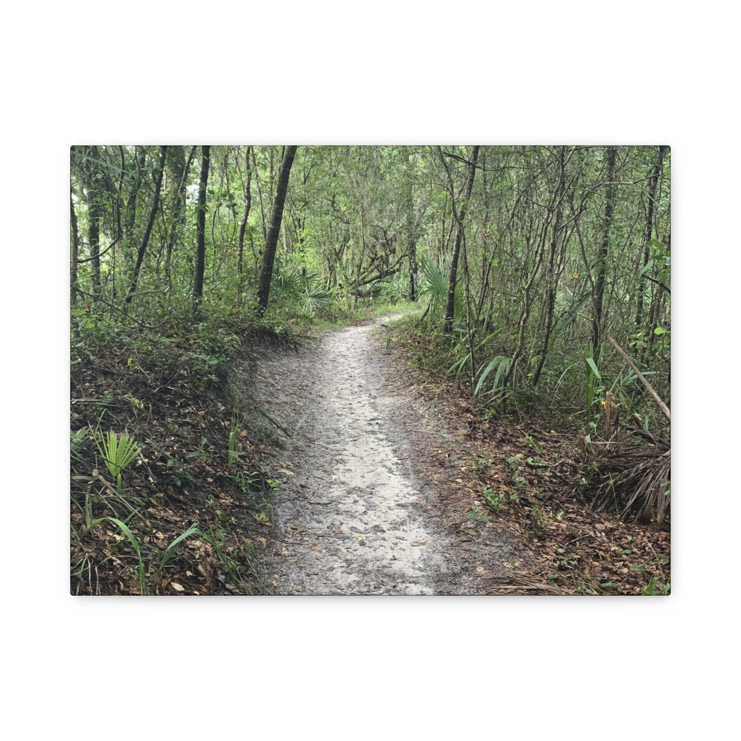 Where the Path Leads Stretched Matte Print
