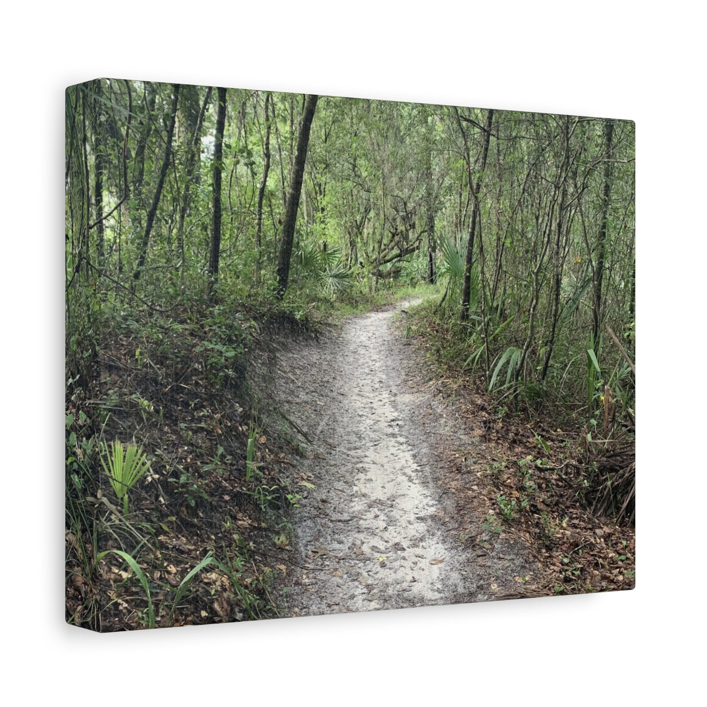 Where the Path Leads Stretched Matte Print