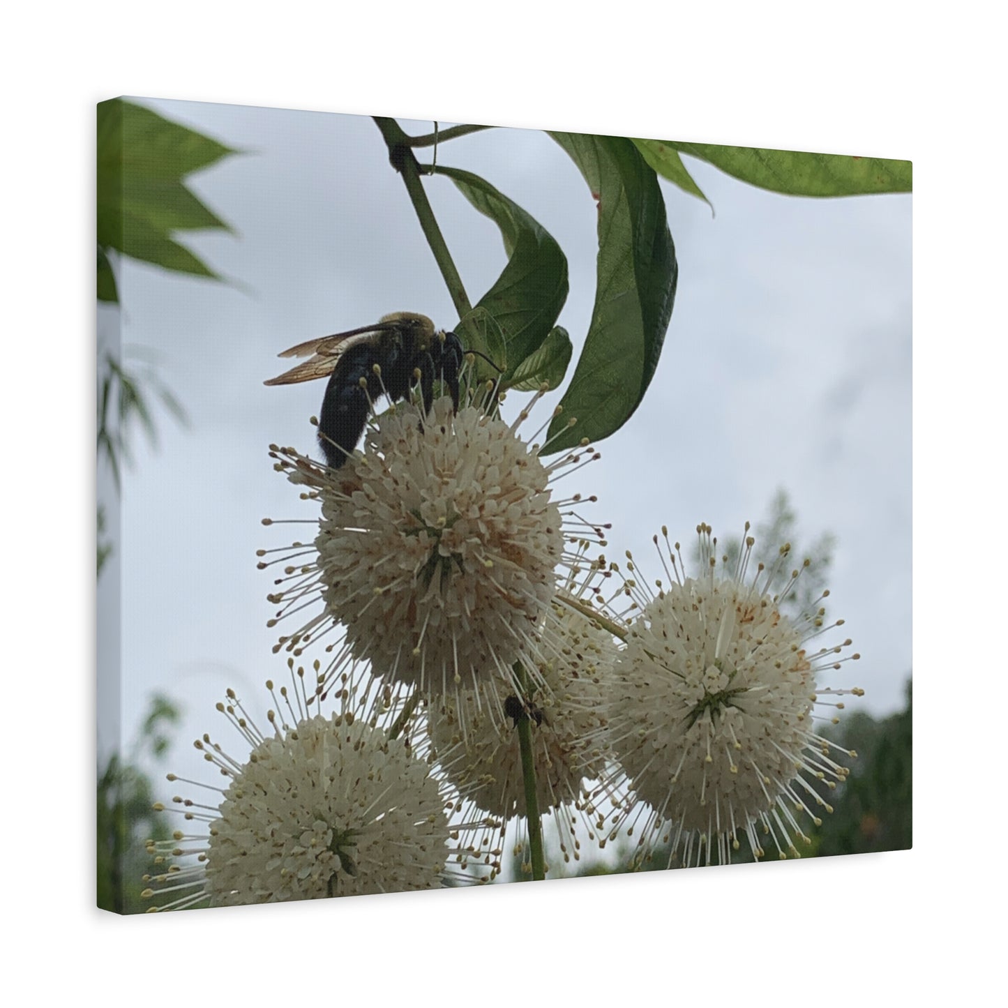 Natures Constellations – Bee on Bloom Photography Print | Minimalist Nature Wall Art – Stretched Matte Print