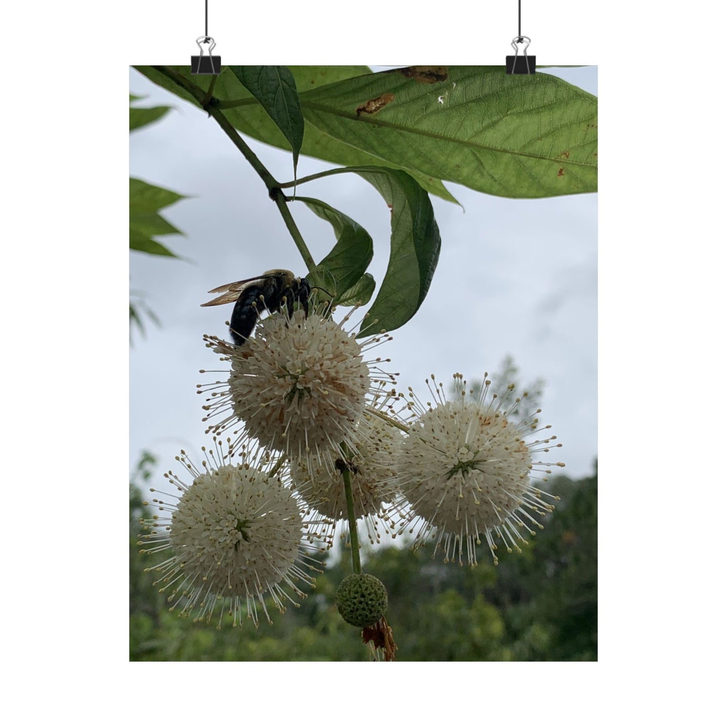 Natures Constellations Bee & Bloom Fine Art Print