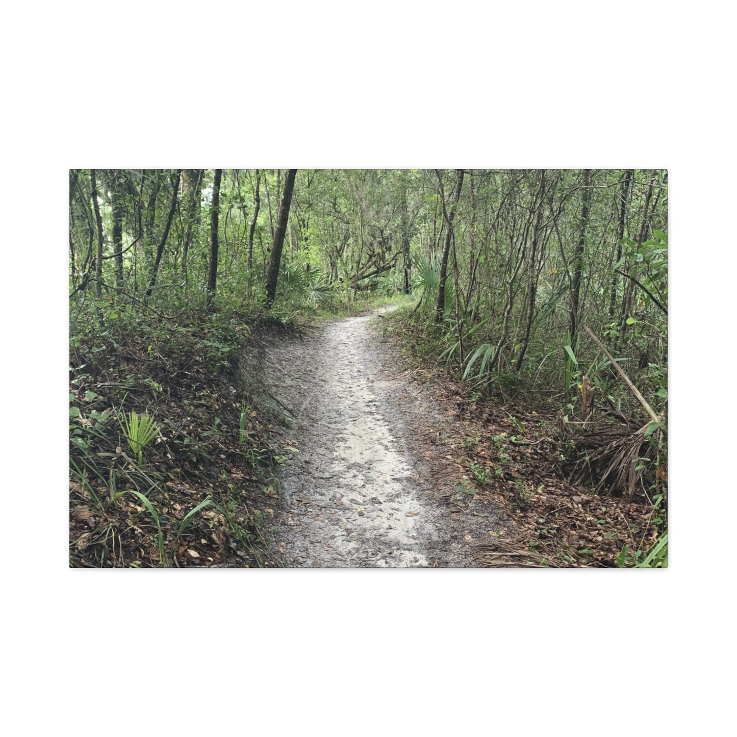 Where the Path Leads Stretched Matte Print