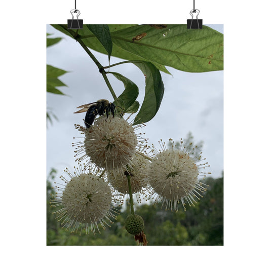 Natures Constellations — Matte Vertical Nature Wall Art