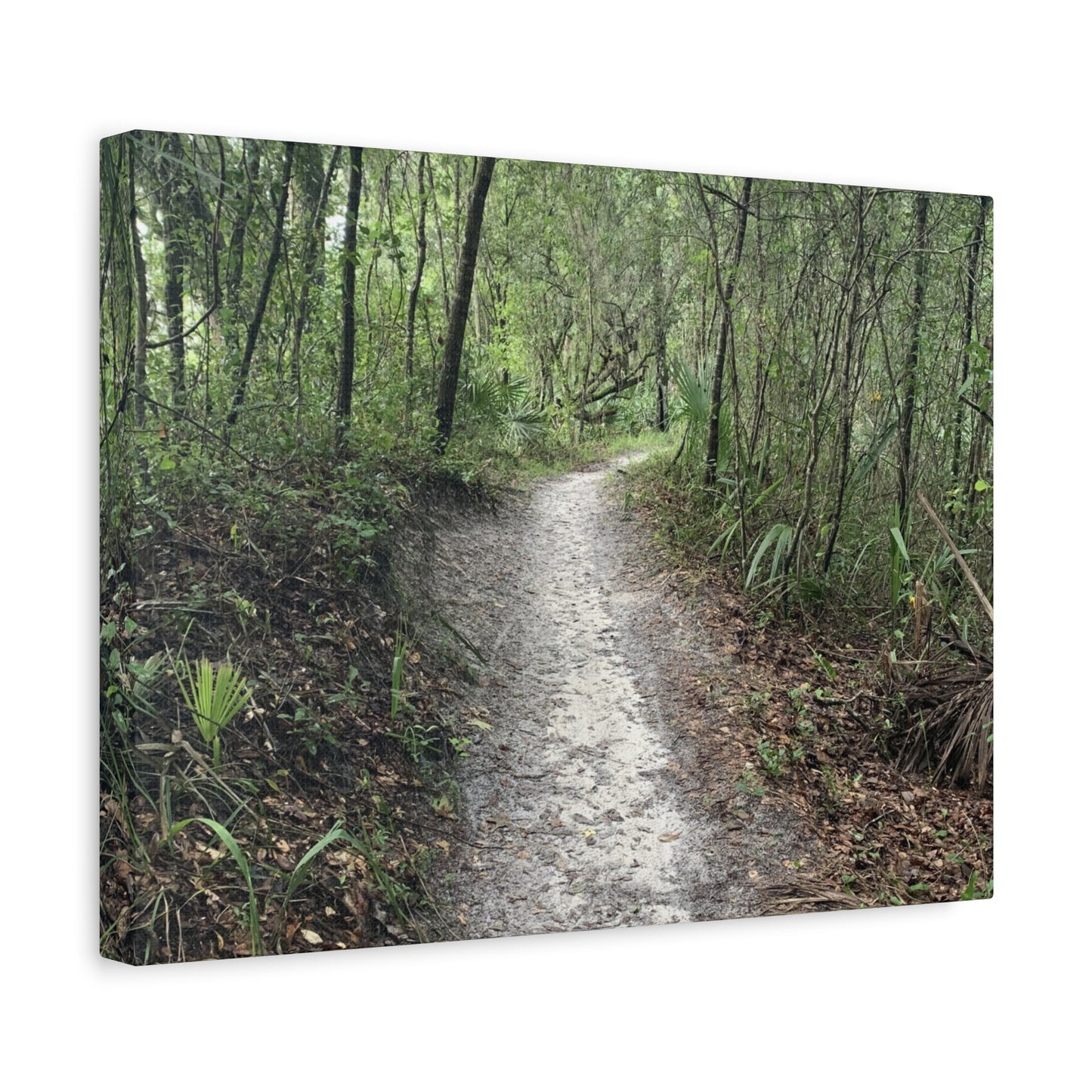 Where the Path Leads Stretched Matte Print