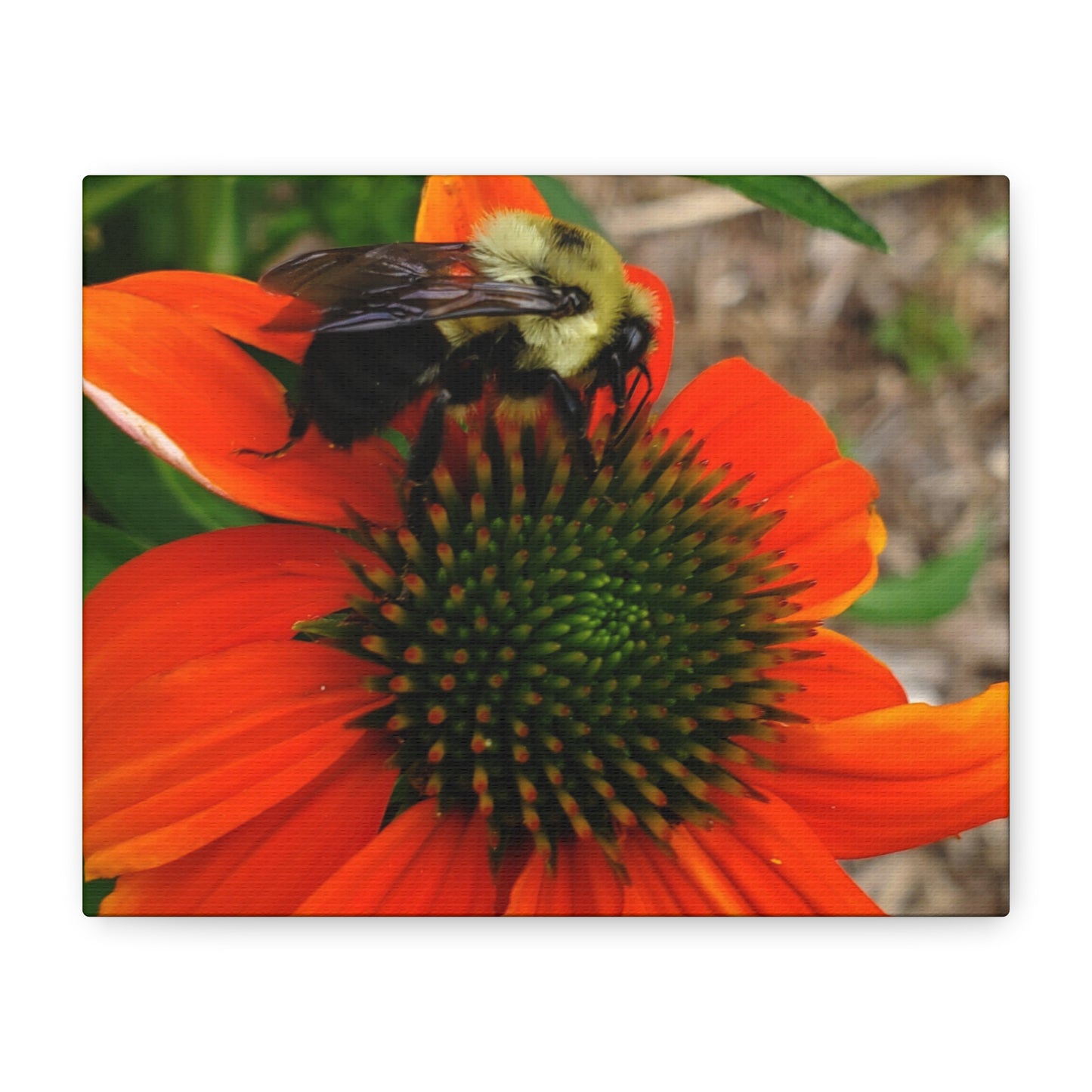 Where Life Lands – Bumblebee on Coneflower Photography Print | Nature Wall Art – Stretched Matte Print