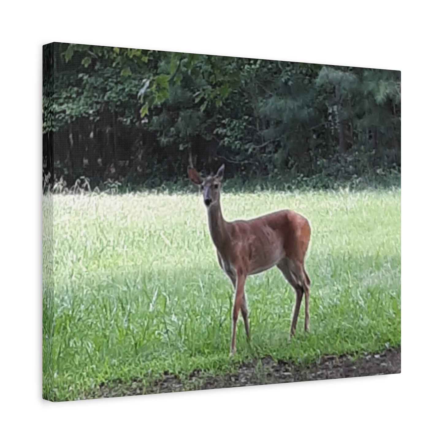 Pause in the Meadow – Deer Wildlife Photography Print | Nature Wall Art – Stretched Matte Print
