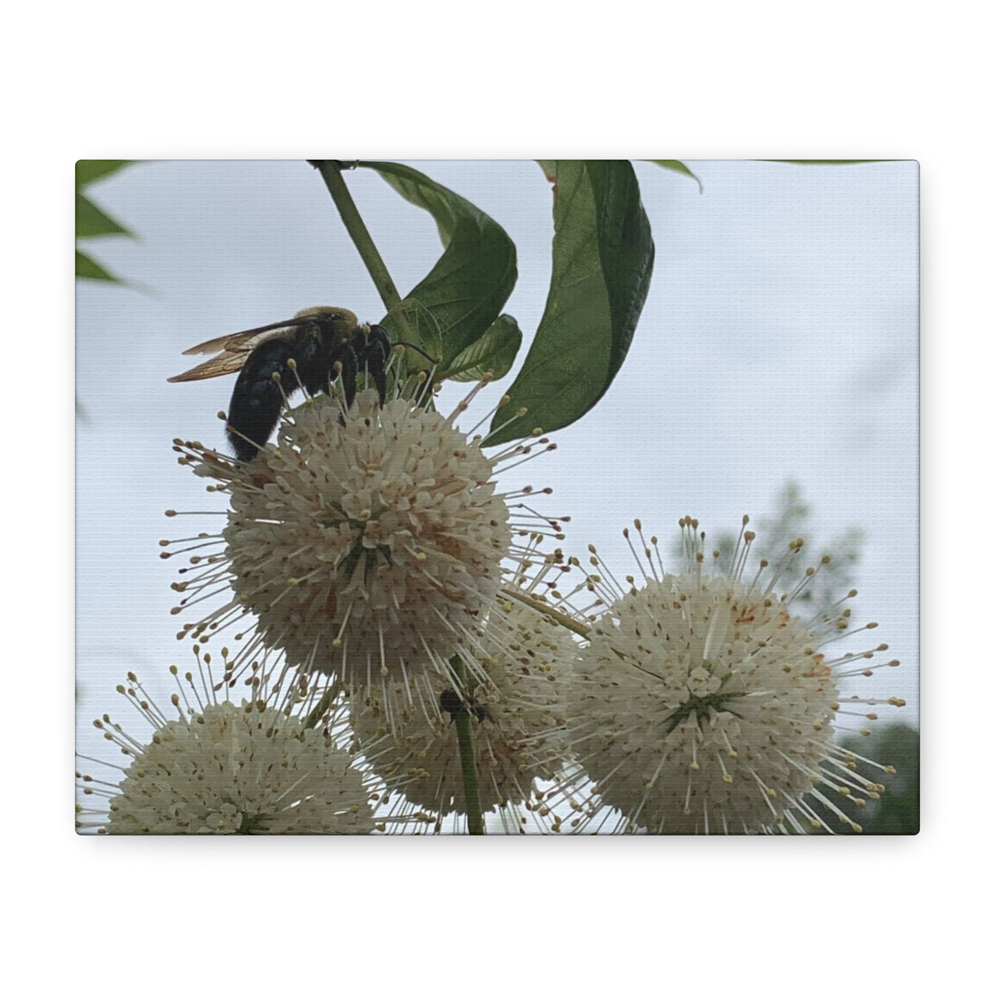 Natures Constellations – Bee on Bloom Photography Print | Minimalist Nature Wall Art – Stretched Matte Print