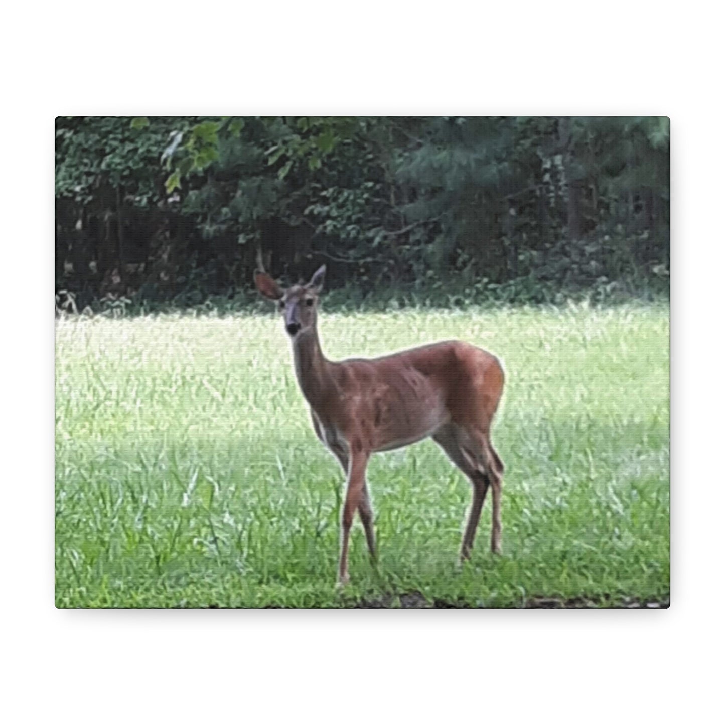 Pause in the Meadow – Deer Wildlife Photography Print | Nature Wall Art – Stretched Matte Print
