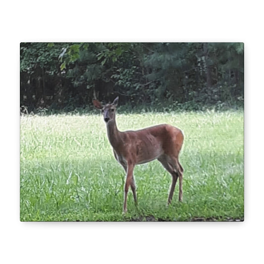 Pause in the Meadow – Deer Wildlife Photography Print | Nature Wall Art – Stretched Matte Print