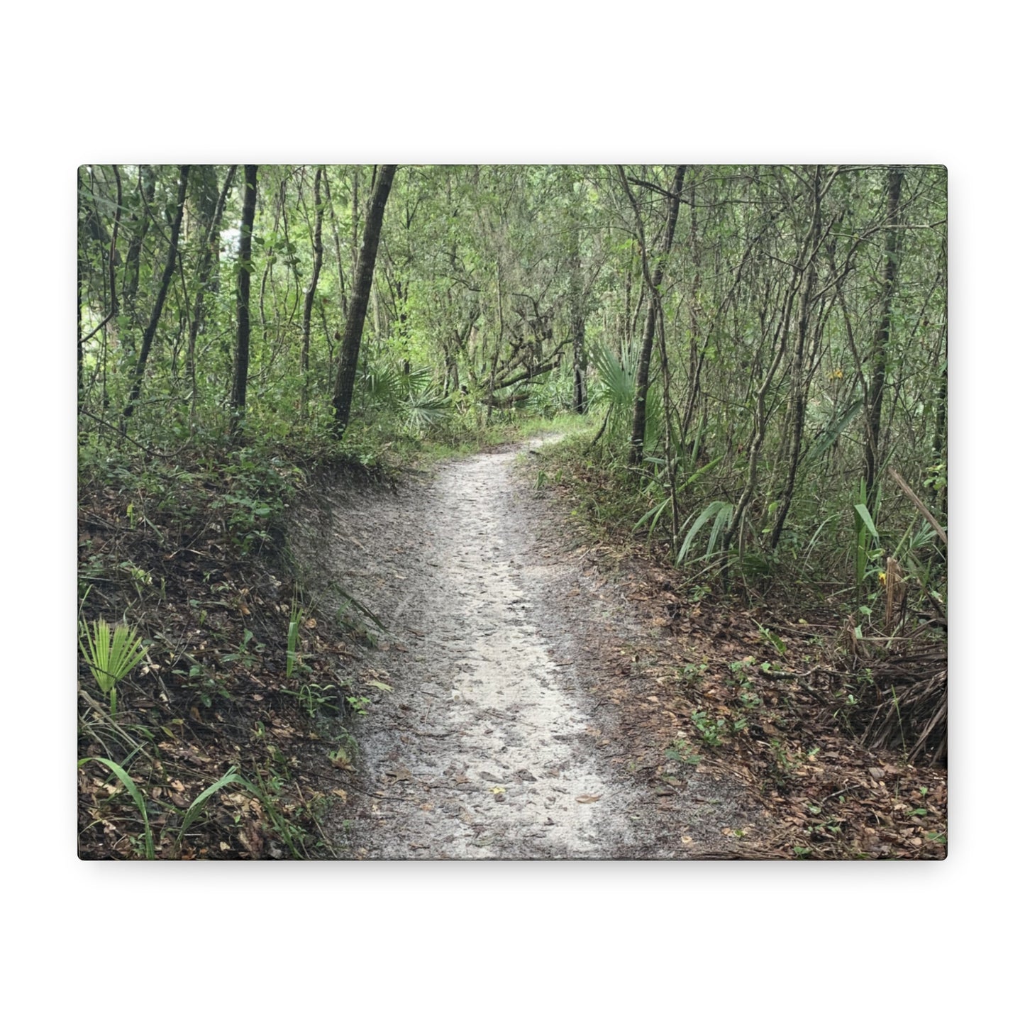 Where the Path Leads Stretched Matte Print