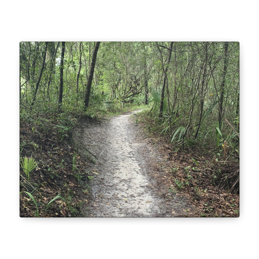 Where the Path Leads – Forest Trail Photography Print | Nature Path Wall Art – Stretched Matte Print