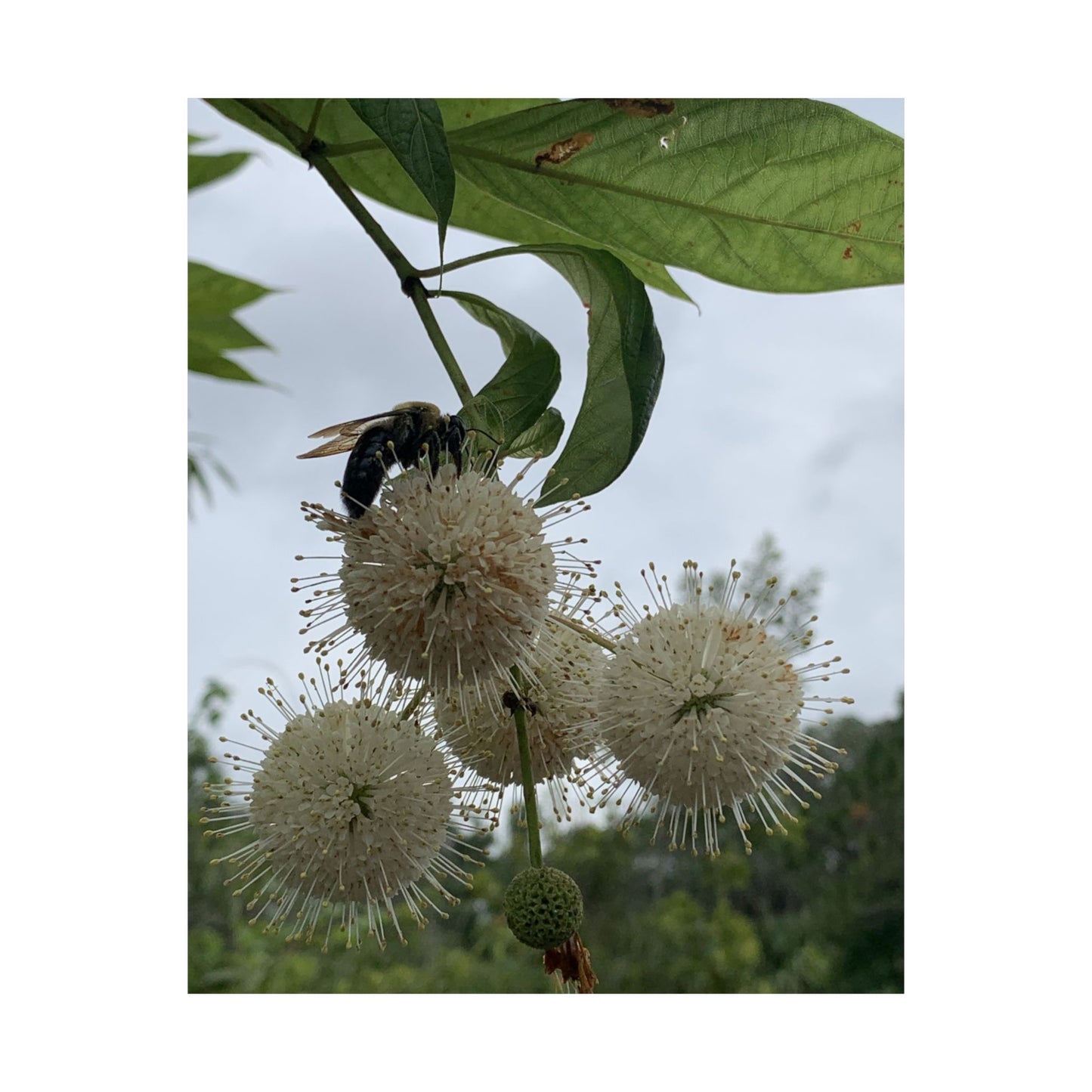 Natures Constellations Bee & Bloom Fine Art Print